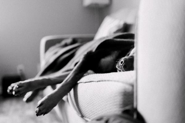 /Images/uploads/MidAmerica Rottweiler Rescue/adoptarottphotocontest/entries/10529thumb.jpg